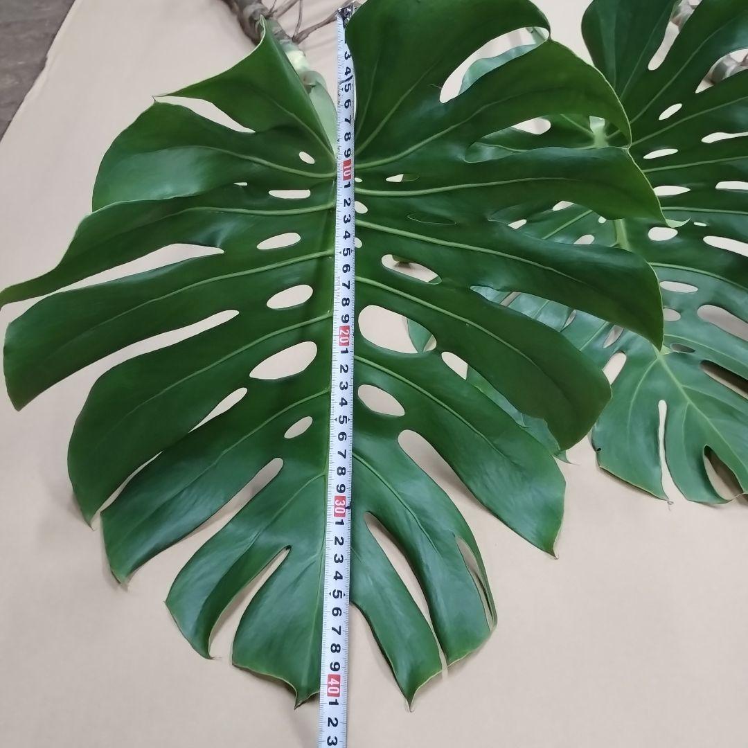 モンステラの葉 大きめ 3枚セット　観葉植物
