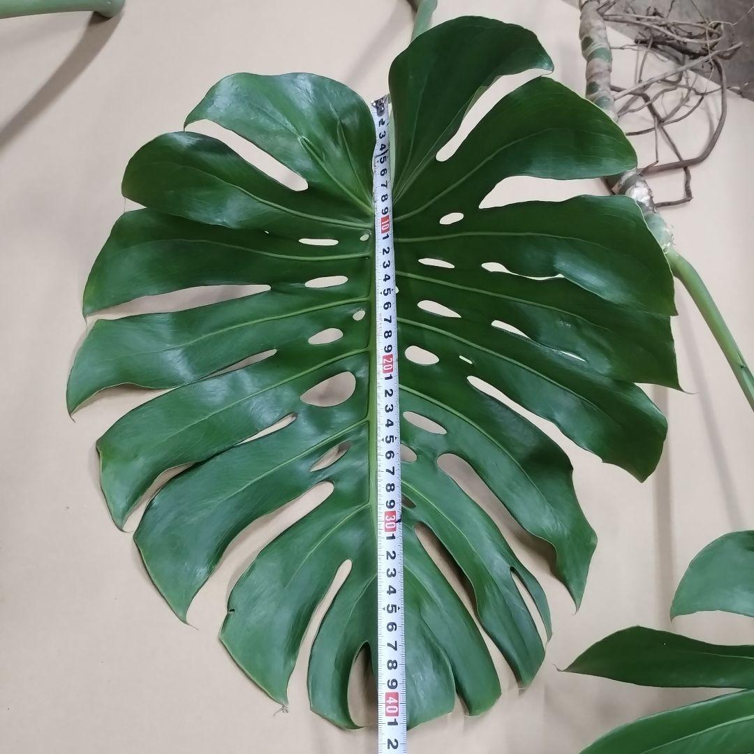 モンステラの葉 大きめ 3枚セット　観葉植物