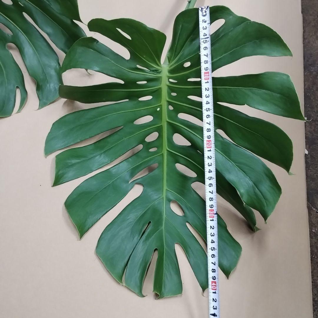 モンステラの葉 大きめ 3枚セット　観葉植物