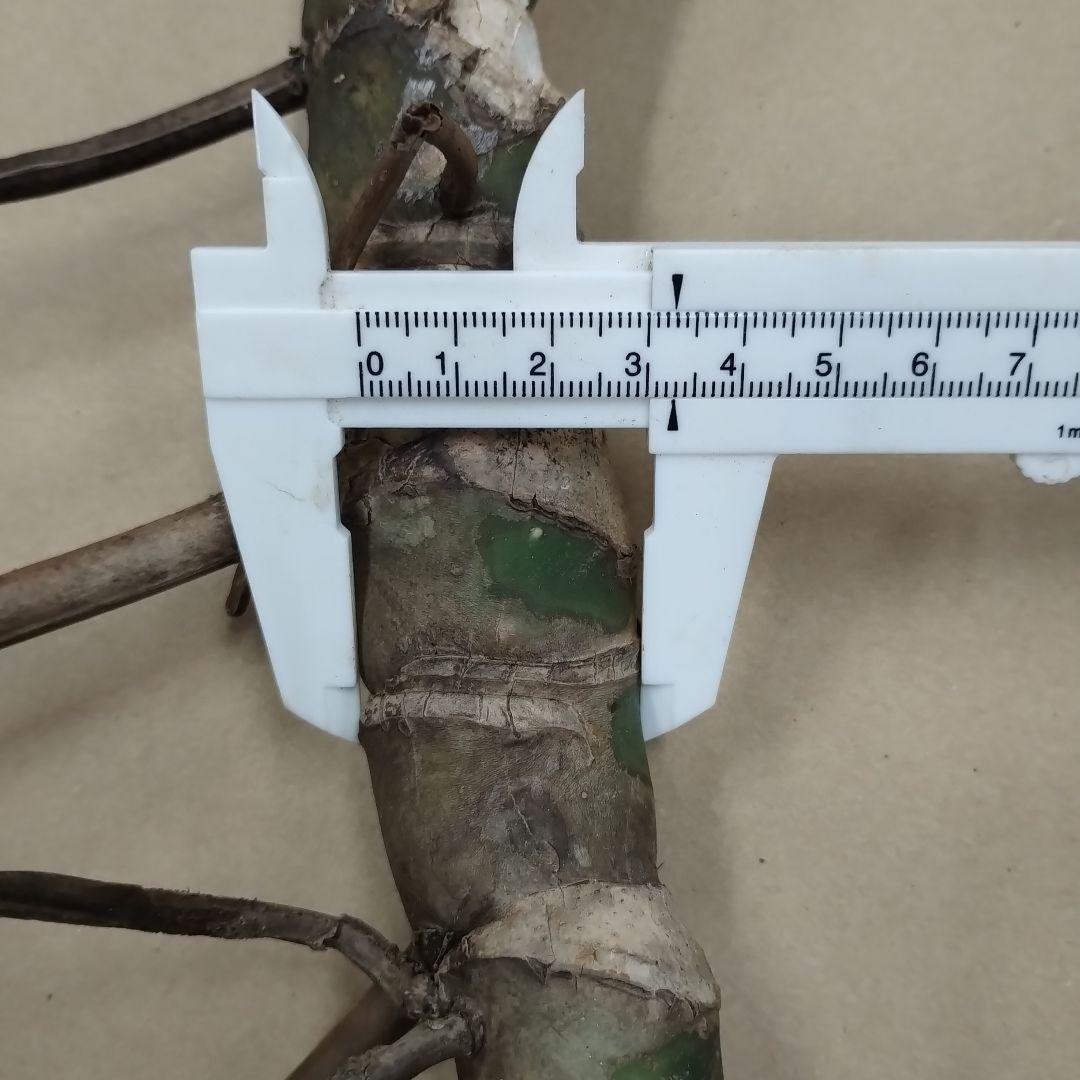 モンステラの葉 大きめ 3枚セット　観葉植物
