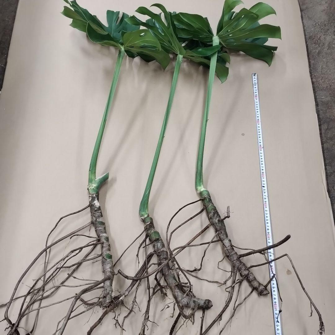 モンステラの葉 大きめ 3枚セット　観葉植物