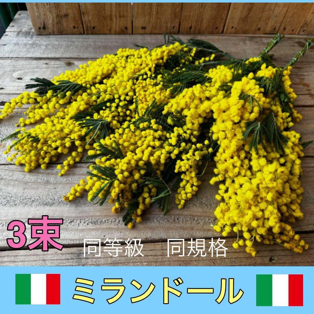 ymi(発送は火、水、木、金曜日です)様 リクエスト 2点 まとめ商品