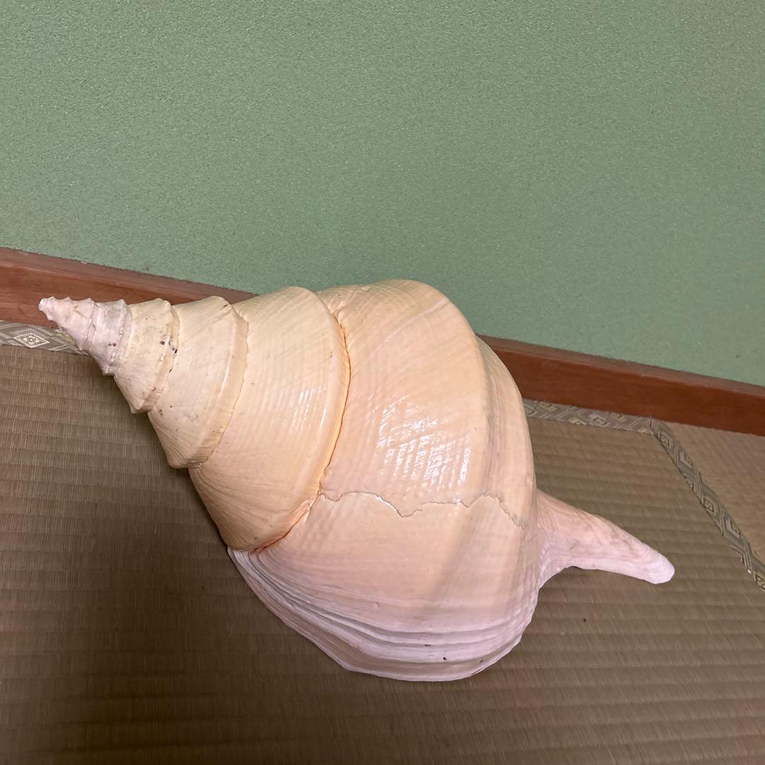 レア貝　最大　法螺貝　アラフラオオニシ貝　貝殻長約５４センチ殻径約７１センチ