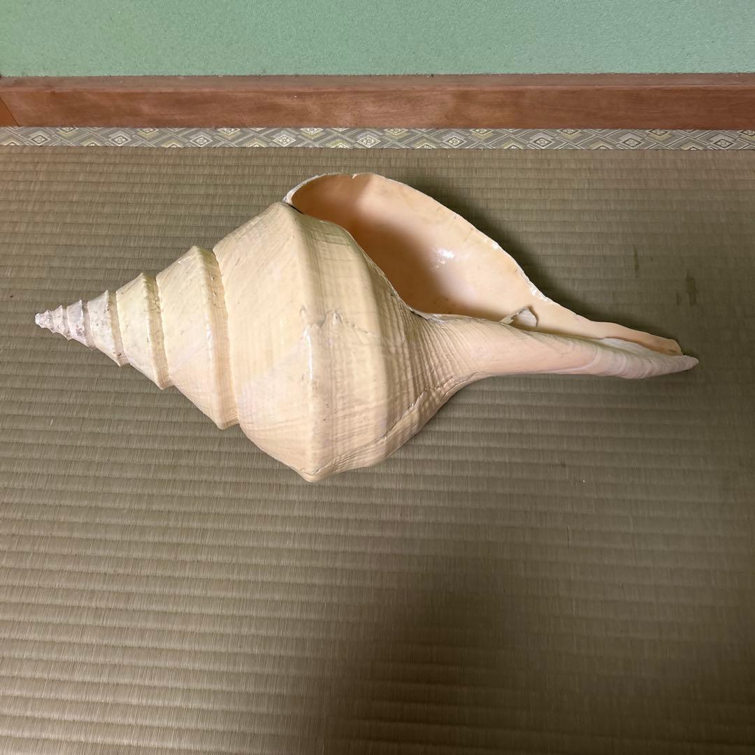 レア貝　最大　法螺貝　アラフラオオニシ貝　貝殻長約５４センチ殻径約７１センチ