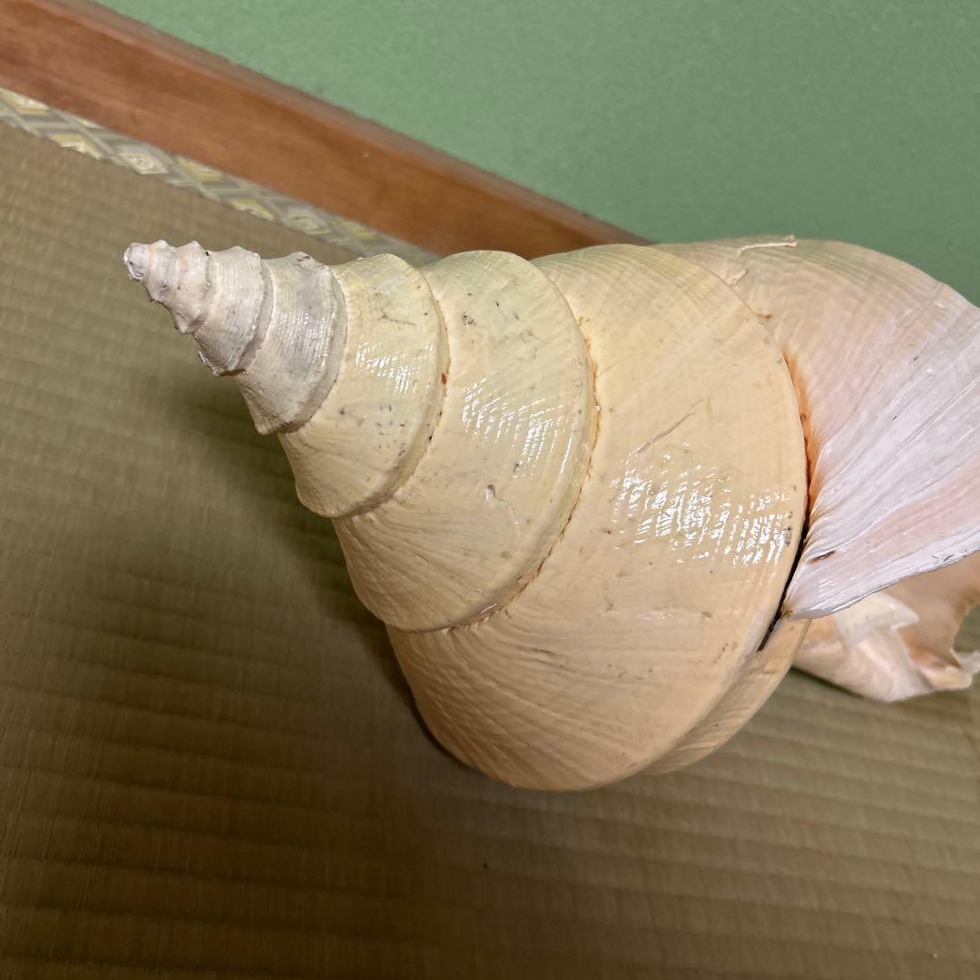 レア貝　最大　法螺貝　アラフラオオニシ貝　貝殻長約５４センチ殻径約７１センチ