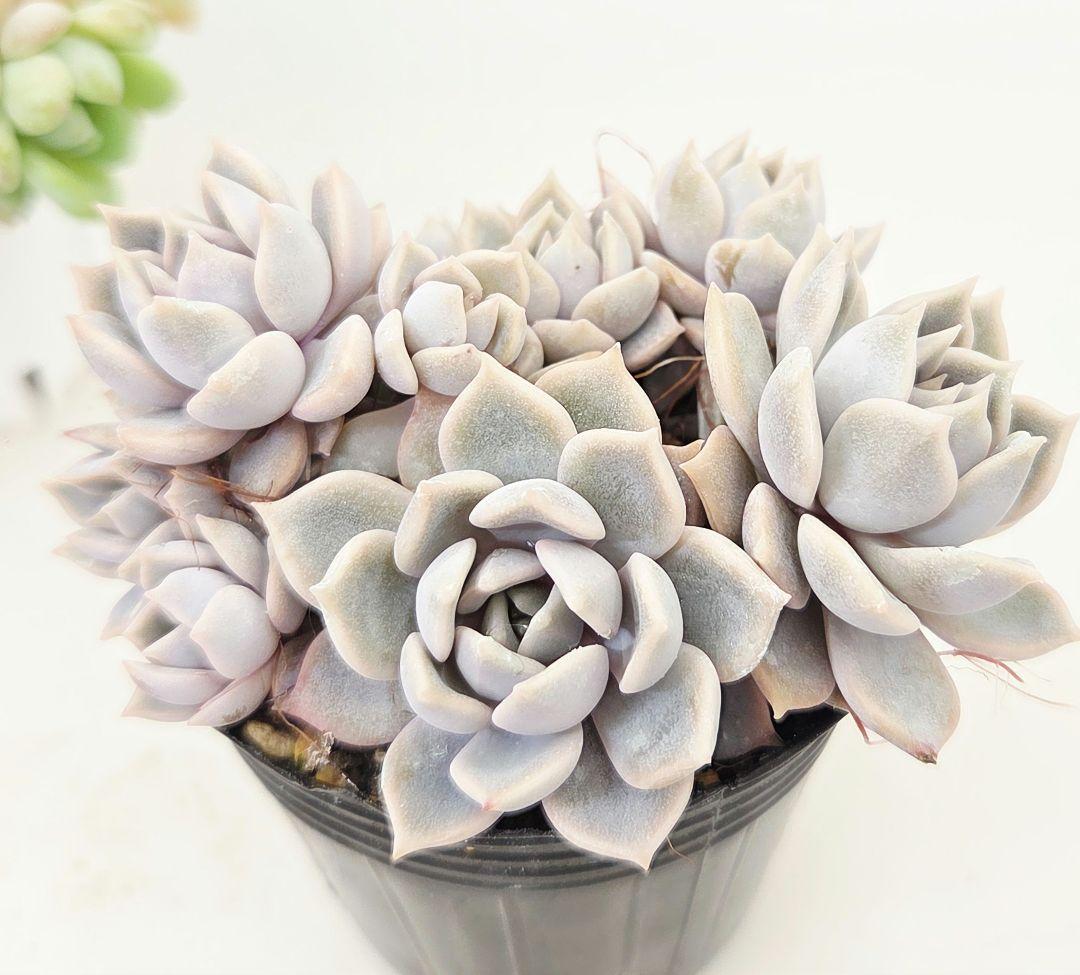 ㉓ポットごと!大きめ苗❣️リンダ❣️メイプル❣️すず風❣️ 4苗メルカリ便込