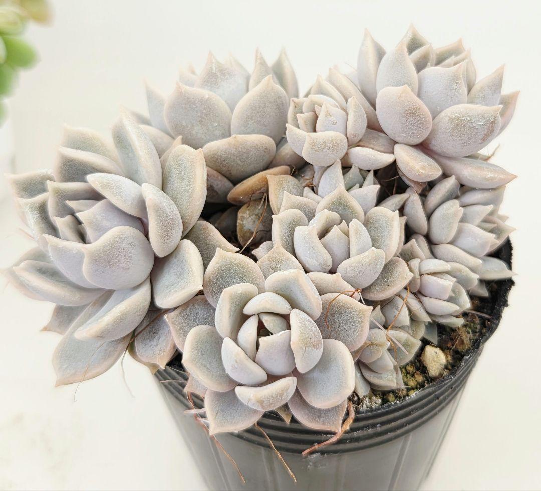 ㉓ポットごと!大きめ苗❣️リンダ❣️メイプル❣️すず風❣️ 4苗メルカリ便込