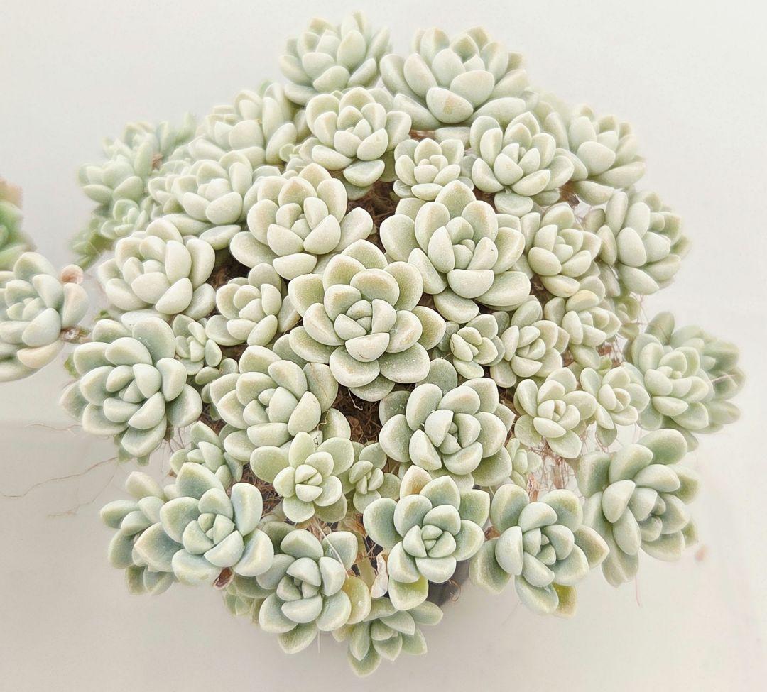 ㉓ポットごと!大きめ苗❣️リンダ❣️メイプル❣️すず風❣️ 4苗メルカリ便込