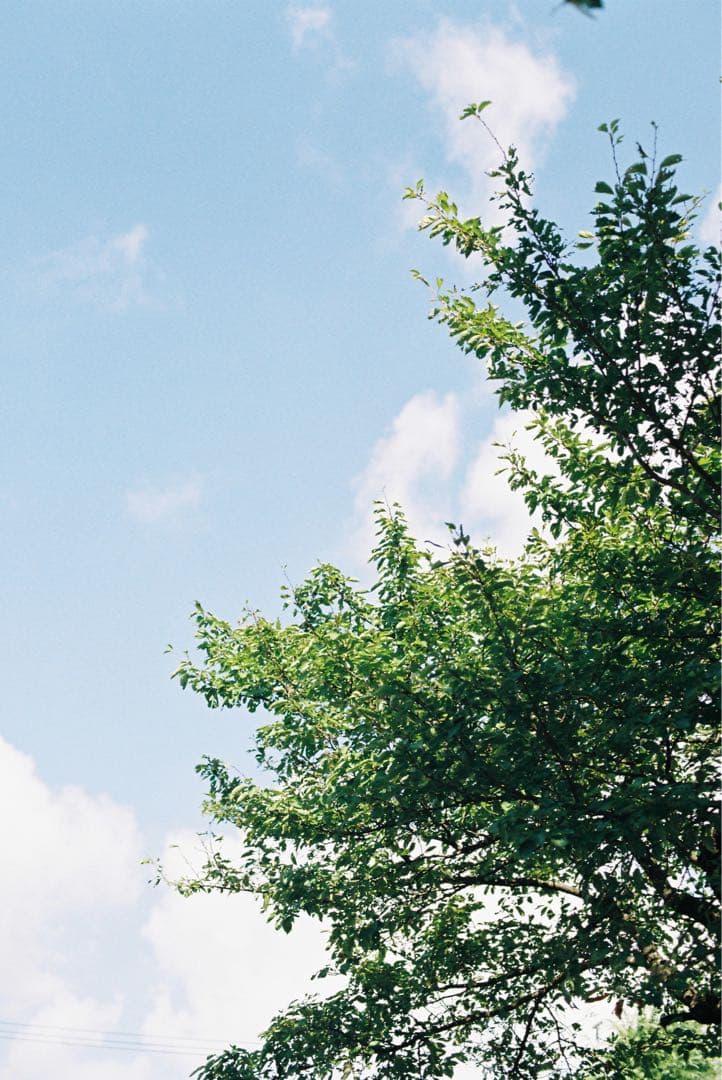 Canon A-1 ブラック フィルム一眼レフカメラ　実写作例あり