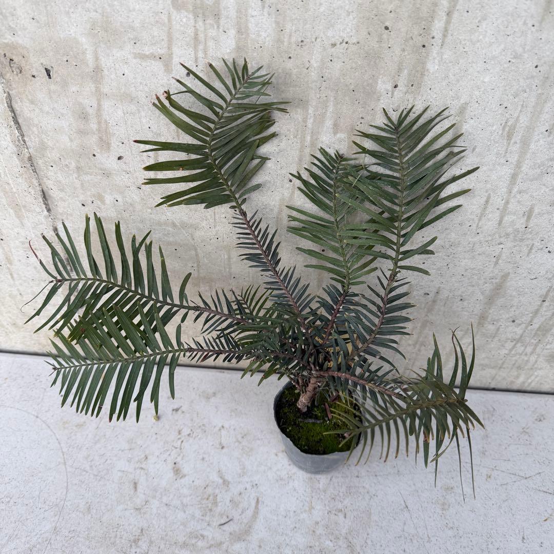 ジュラシックツリー　ウォレマイパイン