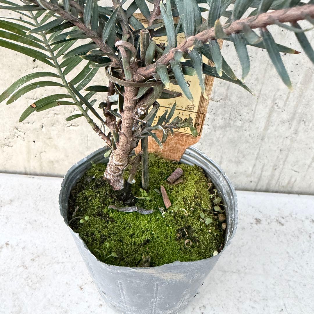 ジュラシックツリー　ウォレマイパイン