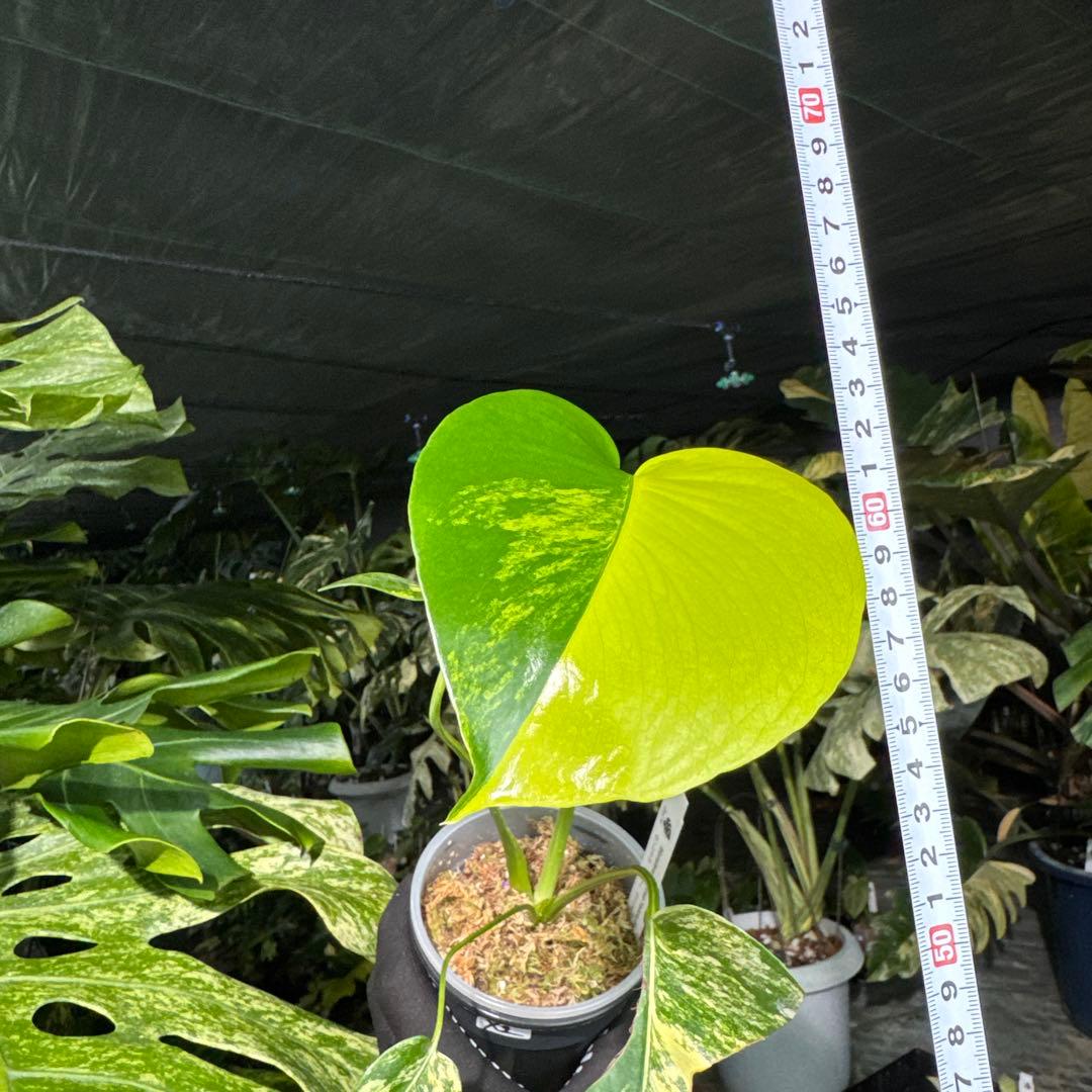 X2 モンステラ　デリシオーサ　イエローマリリン　黄斑入り