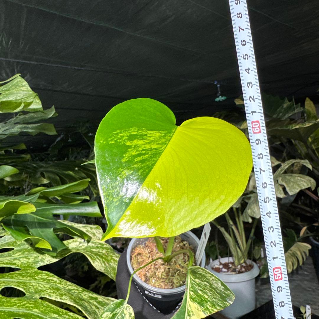 X2 モンステラ　デリシオーサ　イエローマリリン　黄斑入り