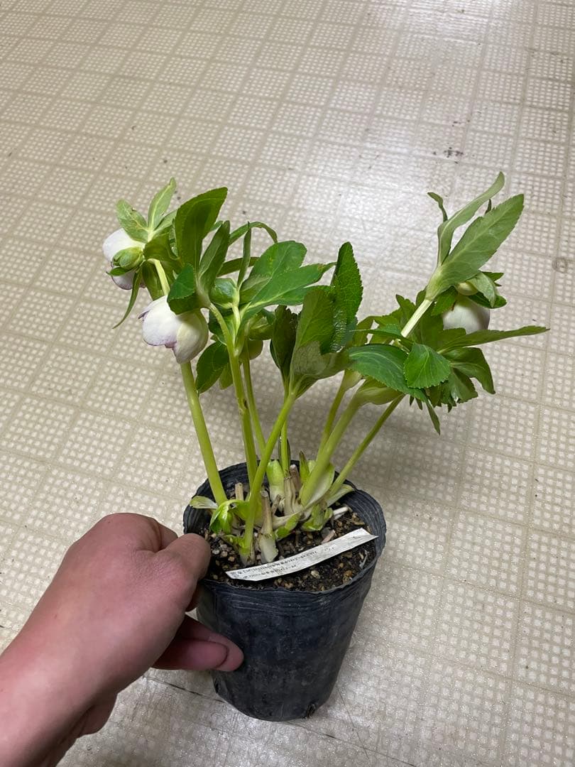 26-097 ホワイトピコティ 加藤農園クリスマスローズ