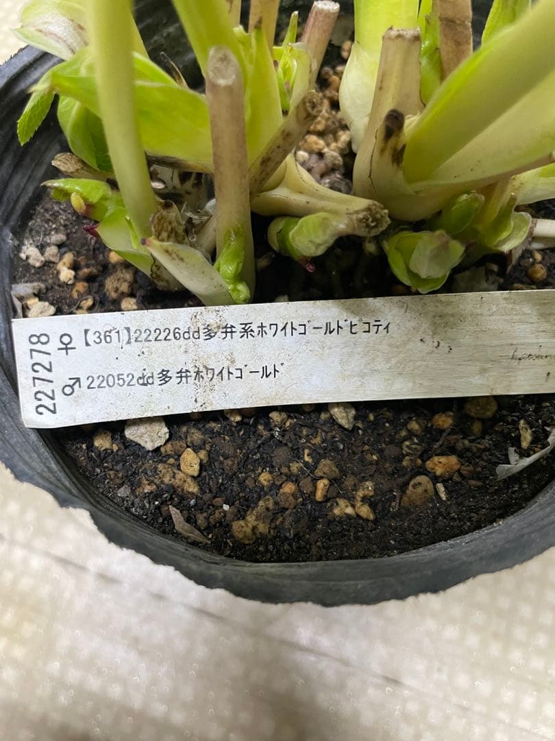 26-097 ホワイトピコティ 加藤農園クリスマスローズ