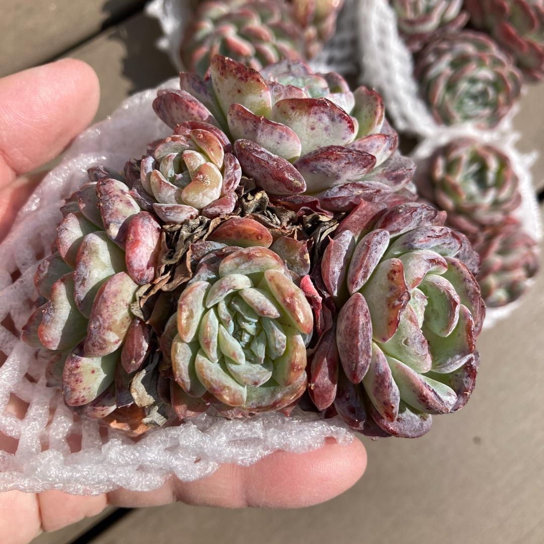 【新入荷】エケベリア　韓国苗　ブライトラブ群生　大苗　多肉植物