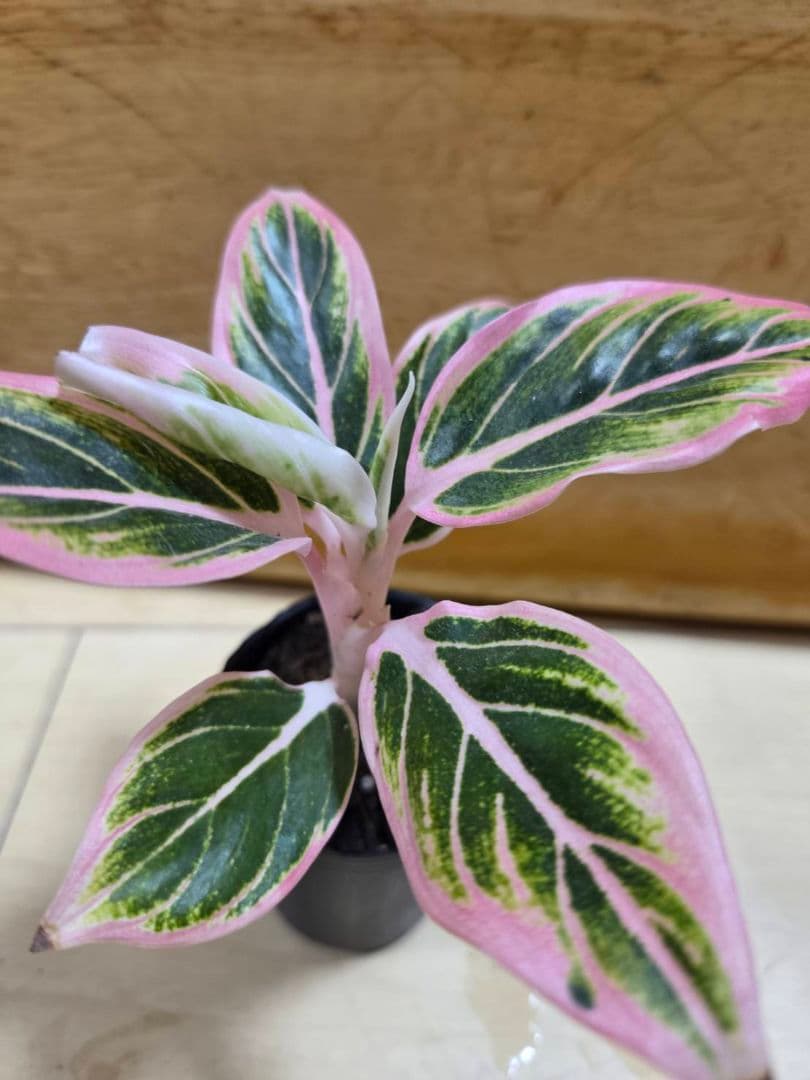 アグラオネマ　ロータス　デライト　小さめ　葉ダメージあり　観葉植物。