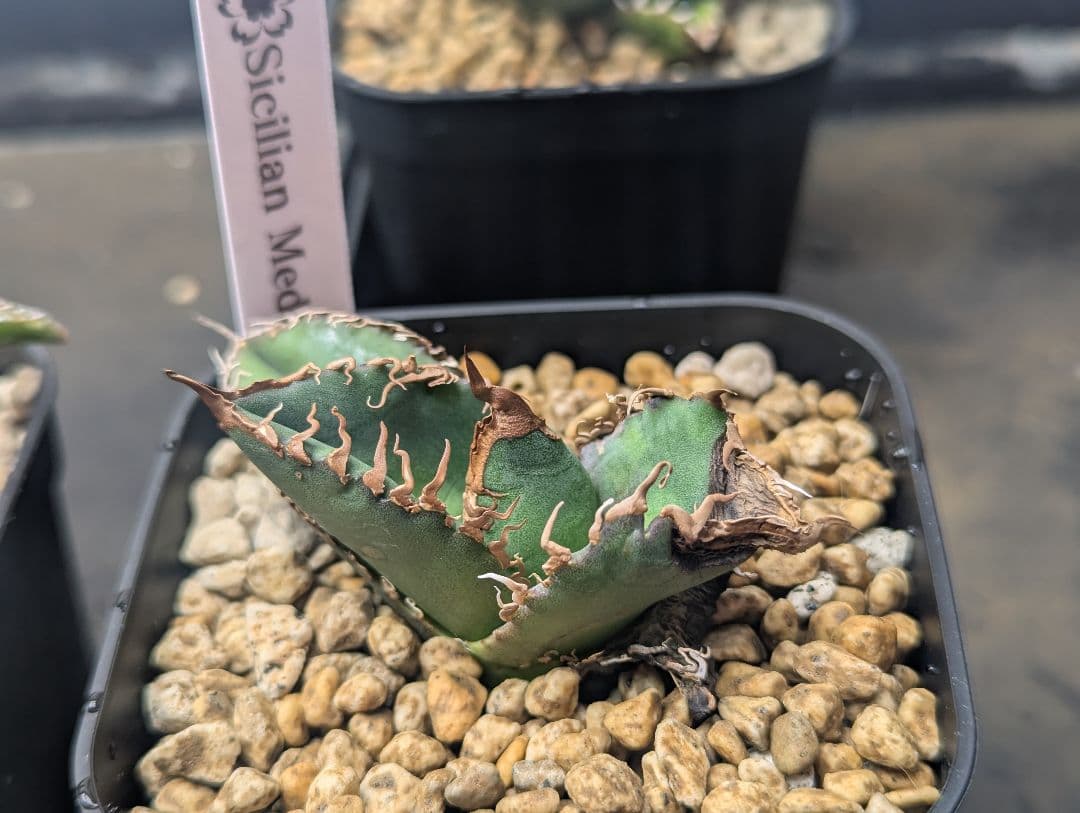 チタノタ Sicilia産 Medusa 惡魔 タグ鉢付き発送