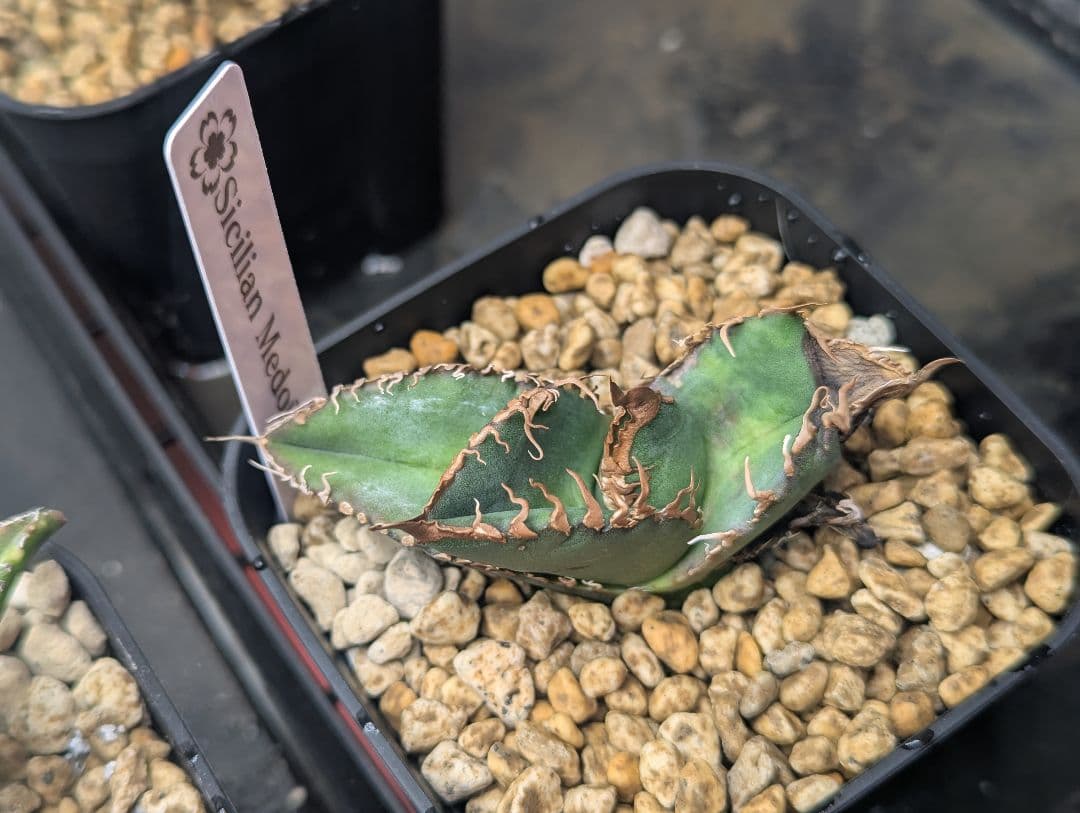 チタノタ Sicilia産 Medusa 惡魔 タグ鉢付き発送