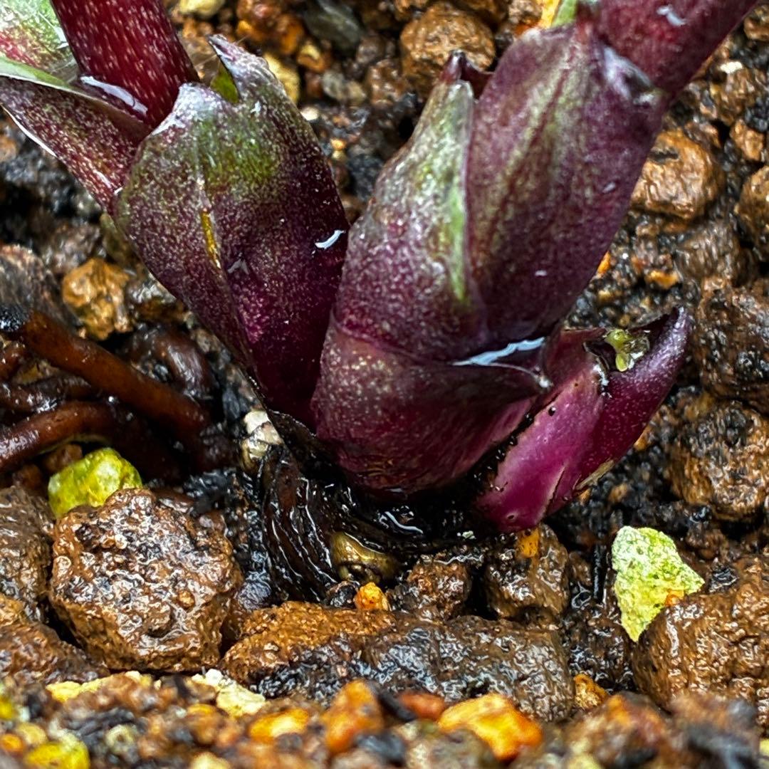 783☘️１年以上管理☘️6号☘️⭐️ATLAS⭐️PinkIceHyb⭐️Ashwood⭐️