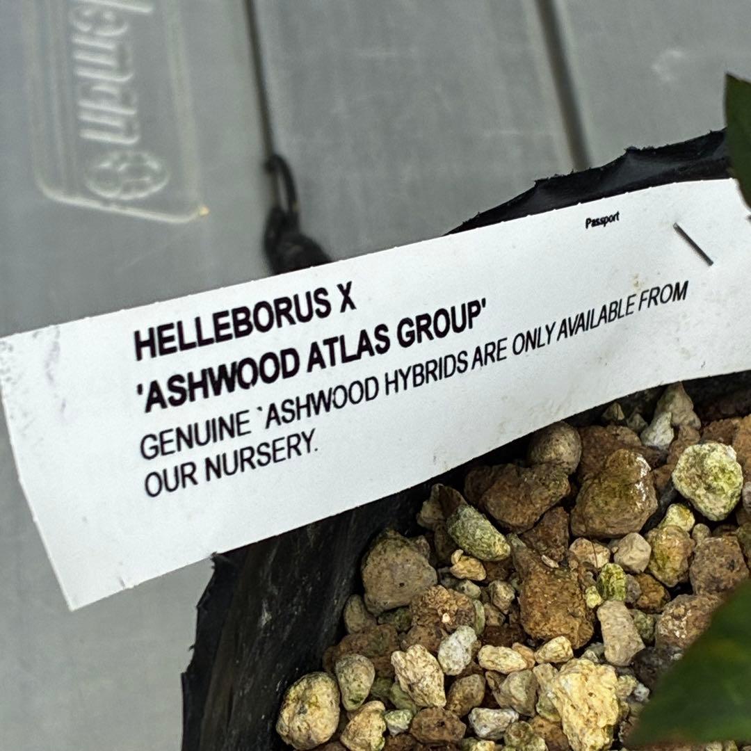 783☘️１年以上管理☘️6号☘️⭐️ATLAS⭐️PinkIceHyb⭐️Ashwood⭐️