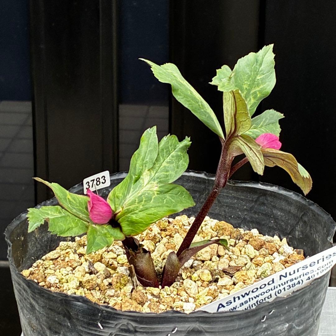 783☘️１年以上管理☘️6号☘️⭐️ATLAS⭐️PinkIceHyb⭐️Ashwood⭐️