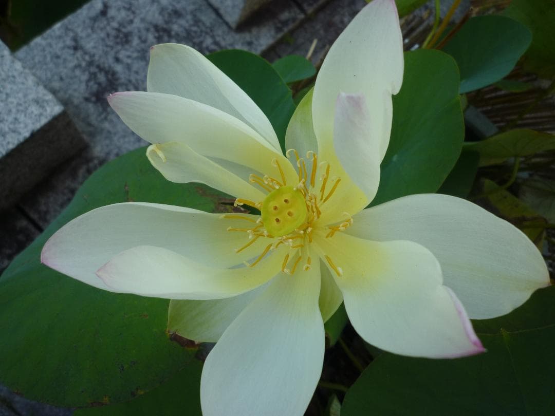 希少！動作品！作例付！Panasonic LUMIX DMC-FX40 充電器付