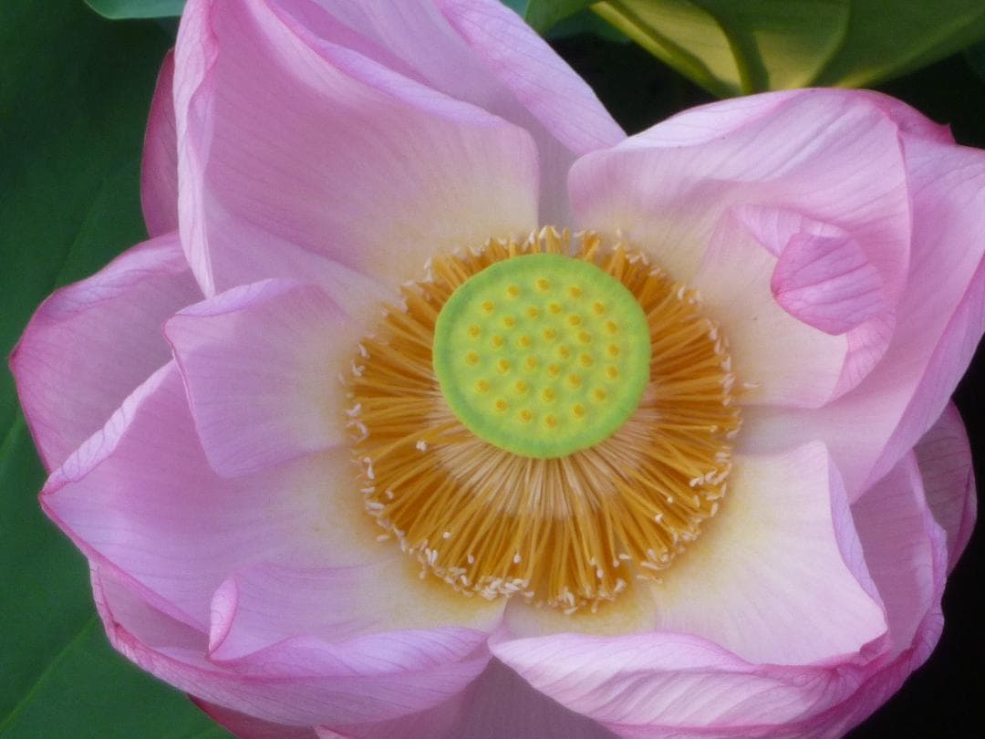 希少！動作品！作例付！Panasonic LUMIX DMC-FX40 充電器付