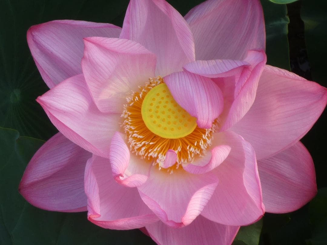 希少！動作品！作例付！Panasonic LUMIX DMC-FX40 充電器付