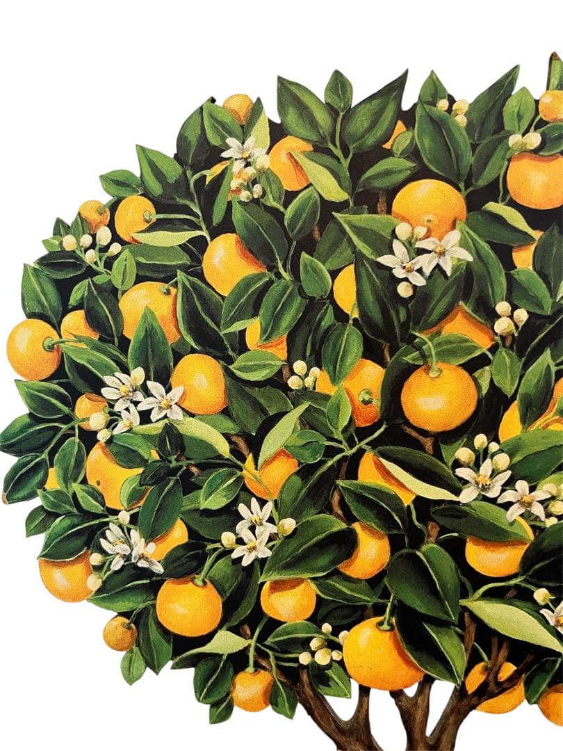 アート 柑橘の鉢植え 木製パネル by Katherine Barnell