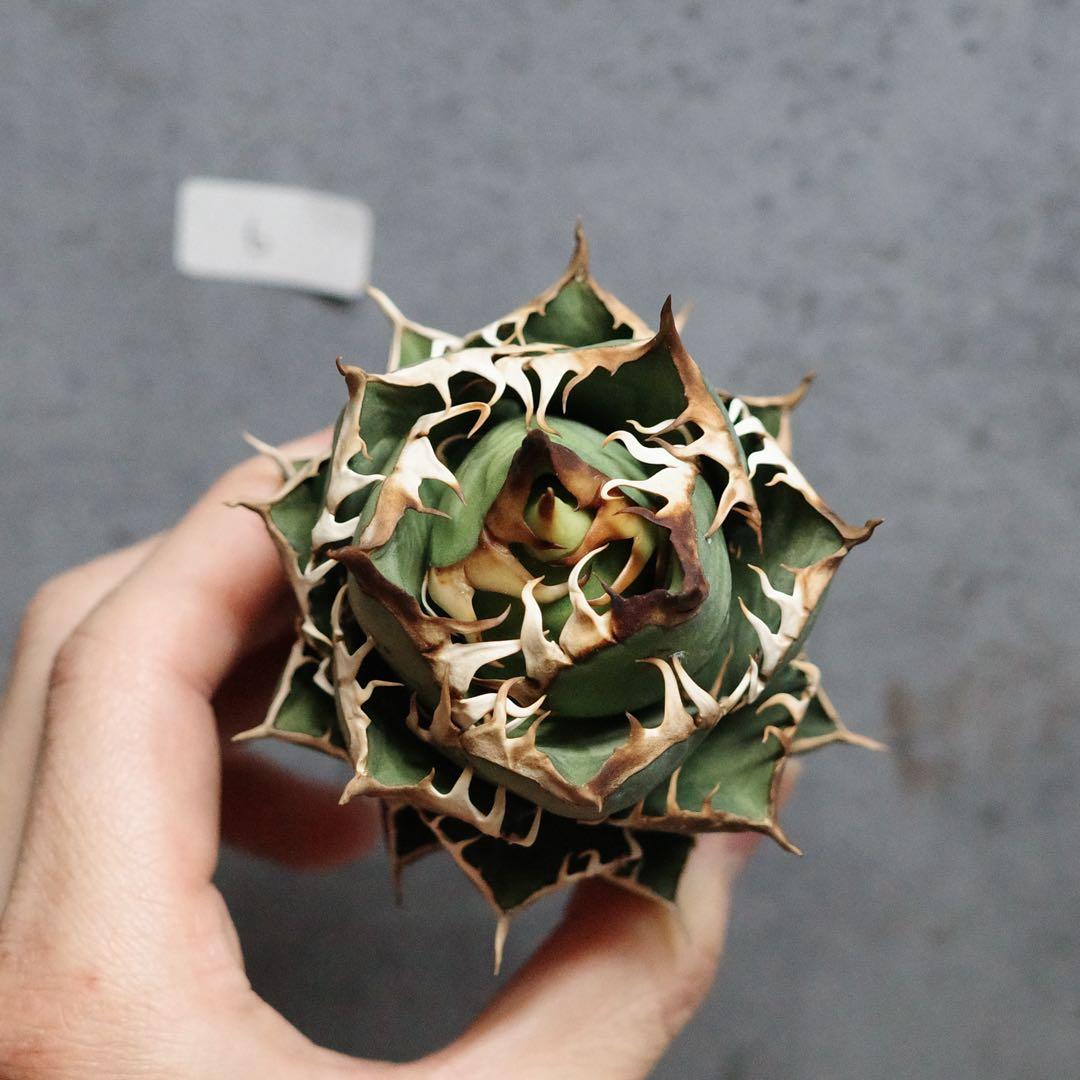 アガベ　チタノタ　オテロイ　赤猫　ゴリ猫　コンパクト　ボールタイプ　6