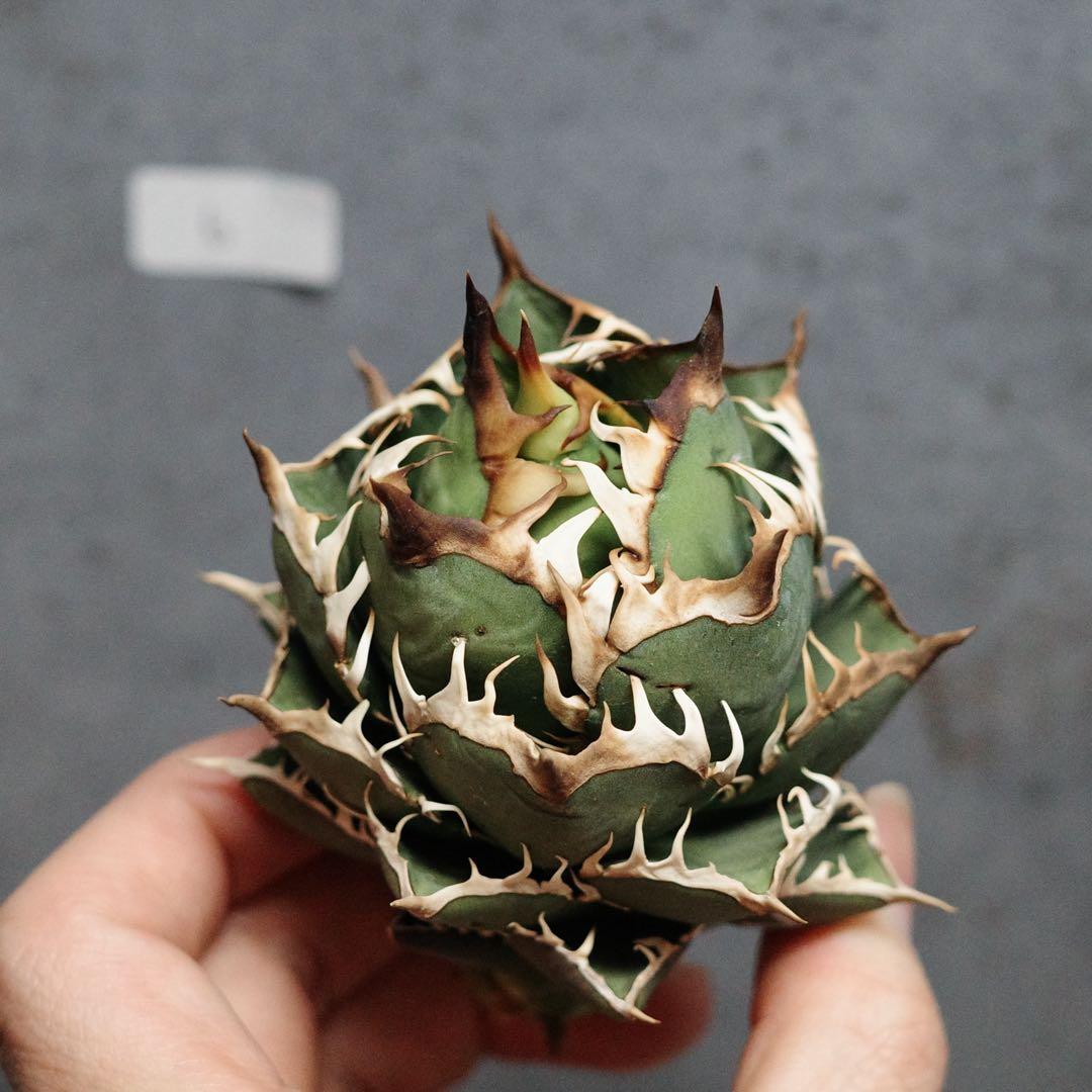 アガベ　チタノタ　オテロイ　赤猫　ゴリ猫　コンパクト　ボールタイプ　6