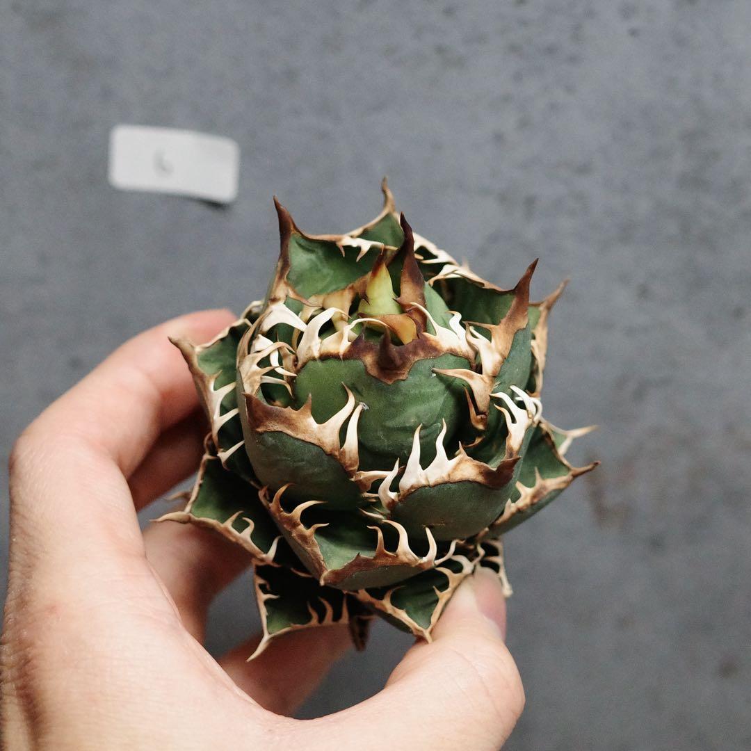 アガベ　チタノタ　オテロイ　赤猫　ゴリ猫　コンパクト　ボールタイプ　6