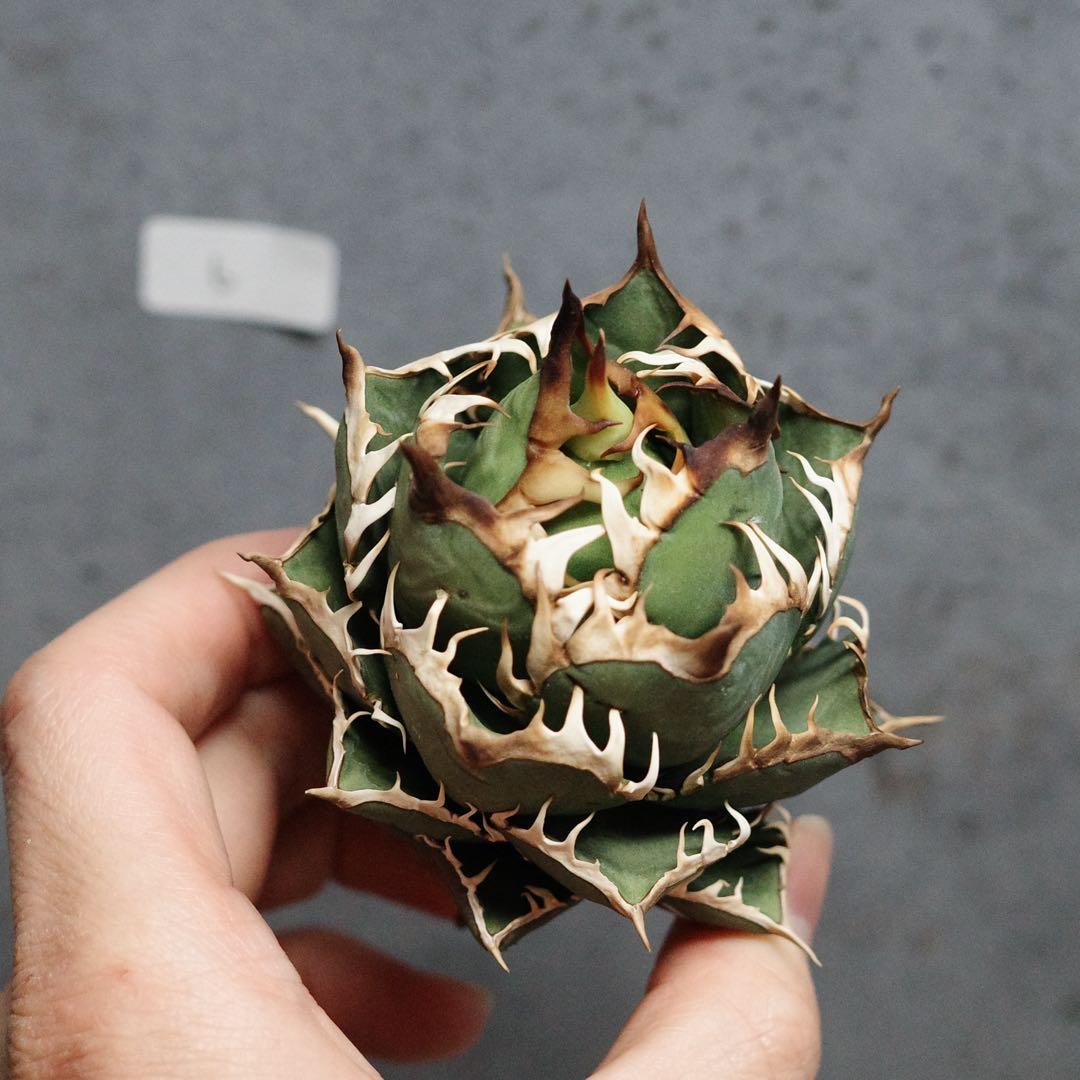 アガベ　チタノタ　オテロイ　赤猫　ゴリ猫　コンパクト　ボールタイプ　6