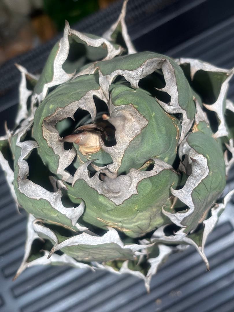 特出！アガベオアハカ産オテロイ（極上株）超S級superオアハカコンパクト大株！