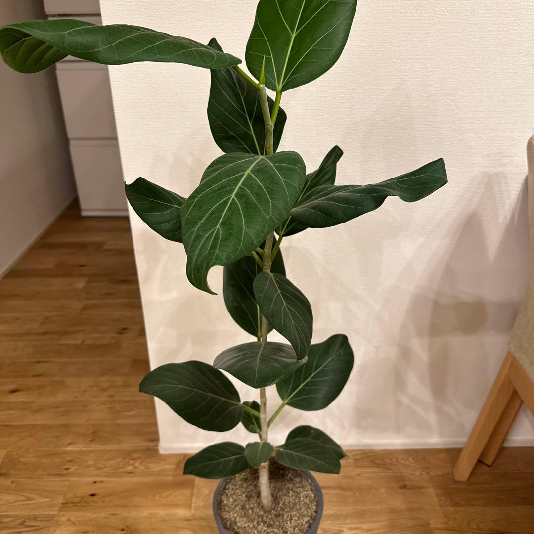 フィカスベンガレンシス