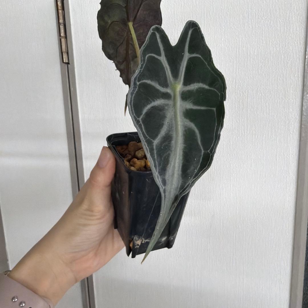 アロカシア ヴェノム Alocasia 'Venom' 管理番号s241