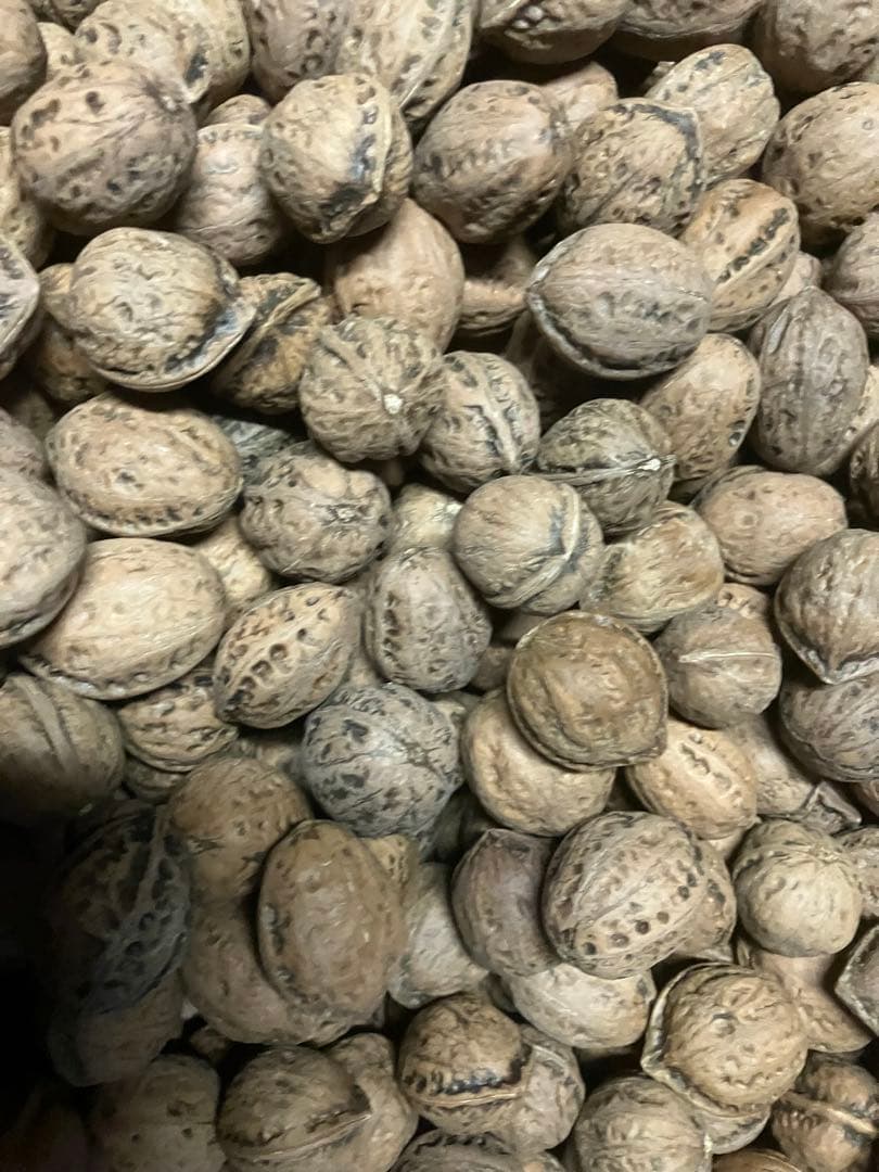 限定値下げ令和7年産　新物　福井産オニクルミ（鬼胡桃・鬼クルミ）約10kg