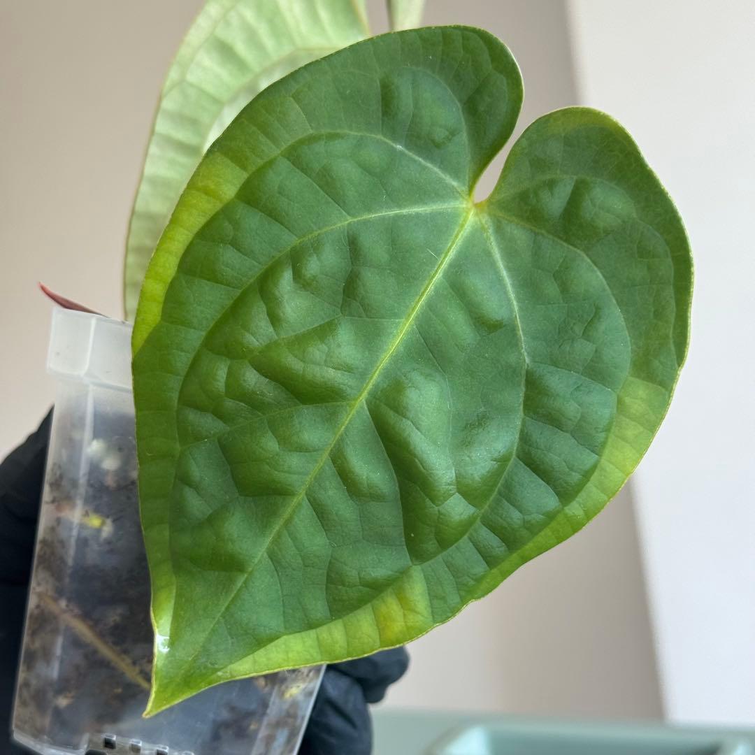 【真っ赤な新葉展開中】 アンスリウム Luxurians ハイブリッド