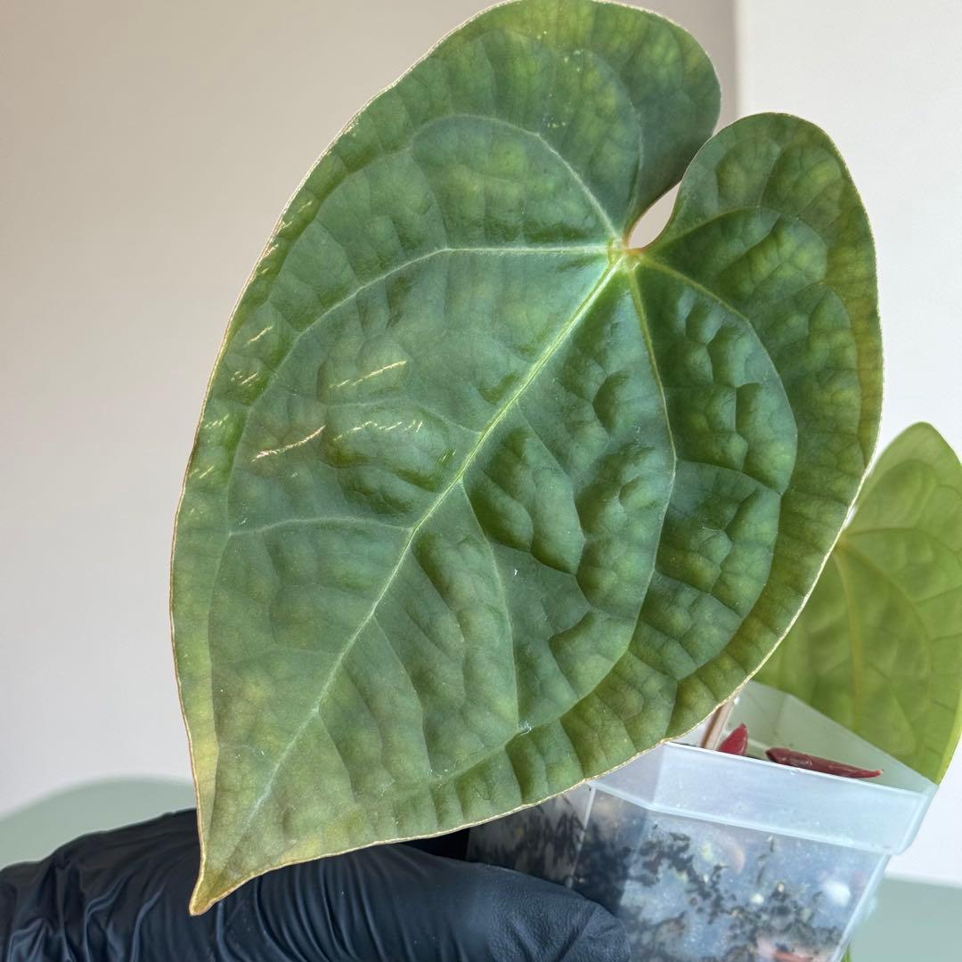 【真っ赤な新葉展開中】 アンスリウム Luxurians ハイブリッド