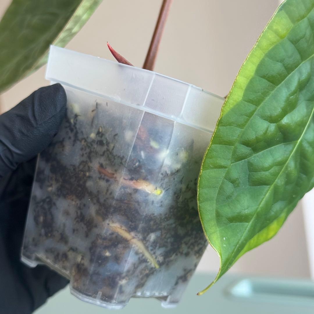 【真っ赤な新葉展開中】 アンスリウム Luxurians ハイブリッド