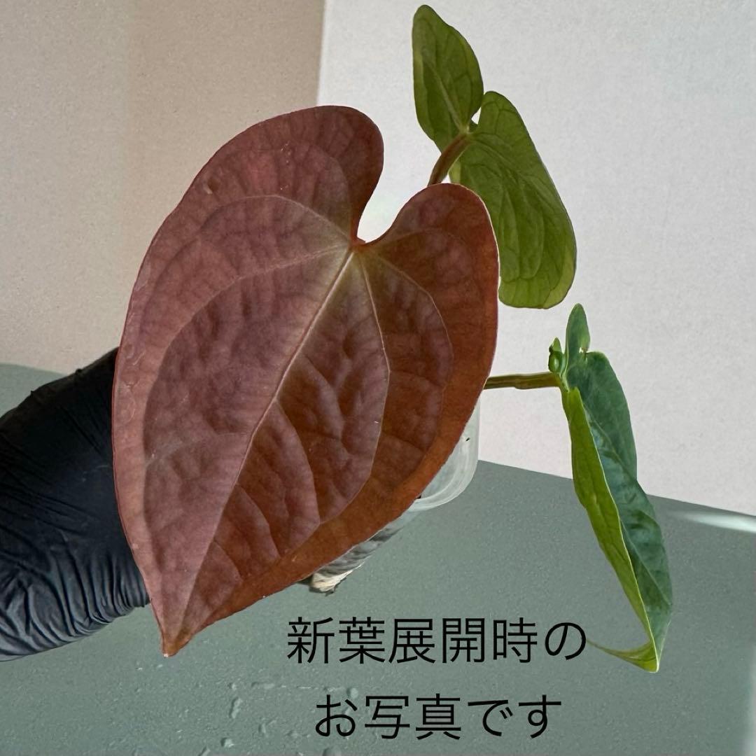 【真っ赤な新葉展開中】 アンスリウム Luxurians ハイブリッド