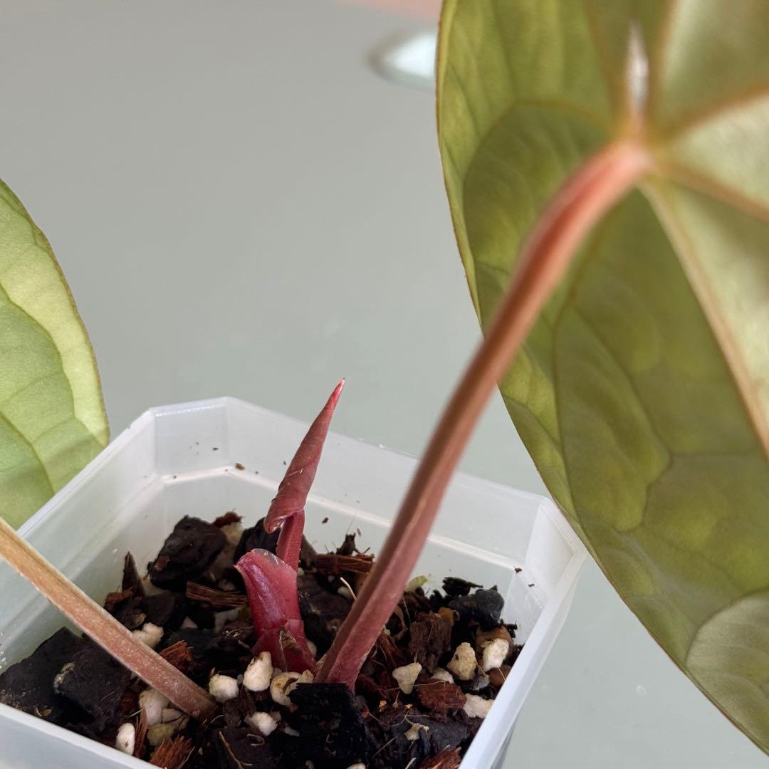 【真っ赤な新葉展開中】 アンスリウム Luxurians ハイブリッド