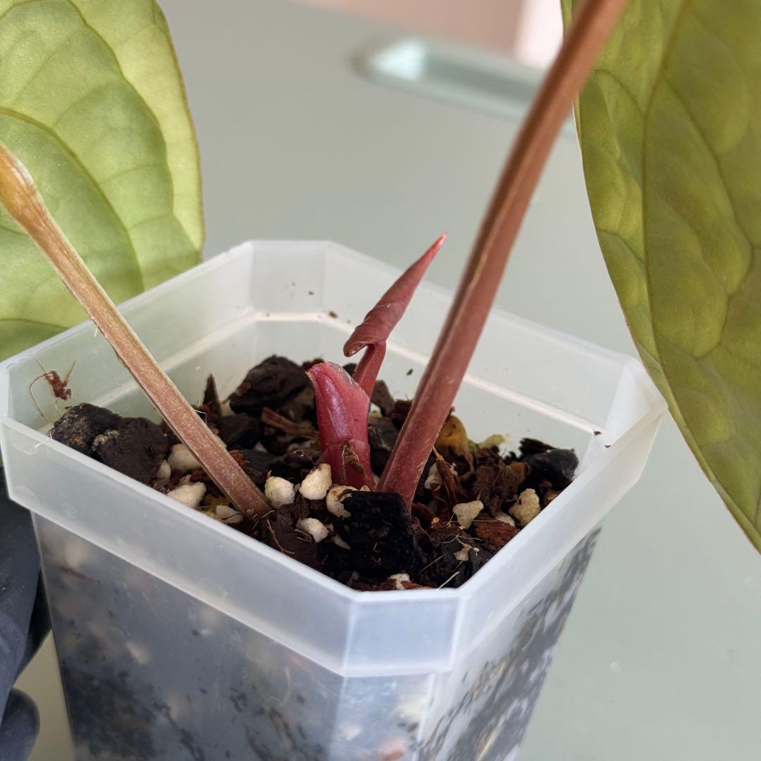 【真っ赤な新葉展開中】 アンスリウム Luxurians ハイブリッド