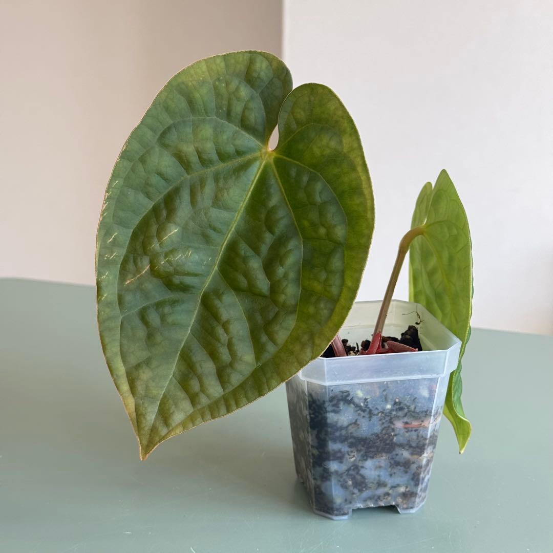 【真っ赤な新葉展開中】 アンスリウム Luxurians ハイブリッド