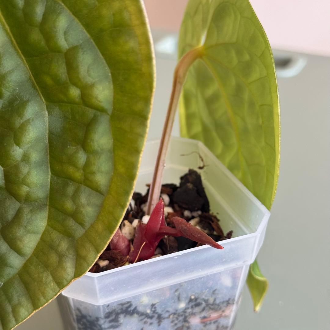 【真っ赤な新葉展開中】 アンスリウム Luxurians ハイブリッド