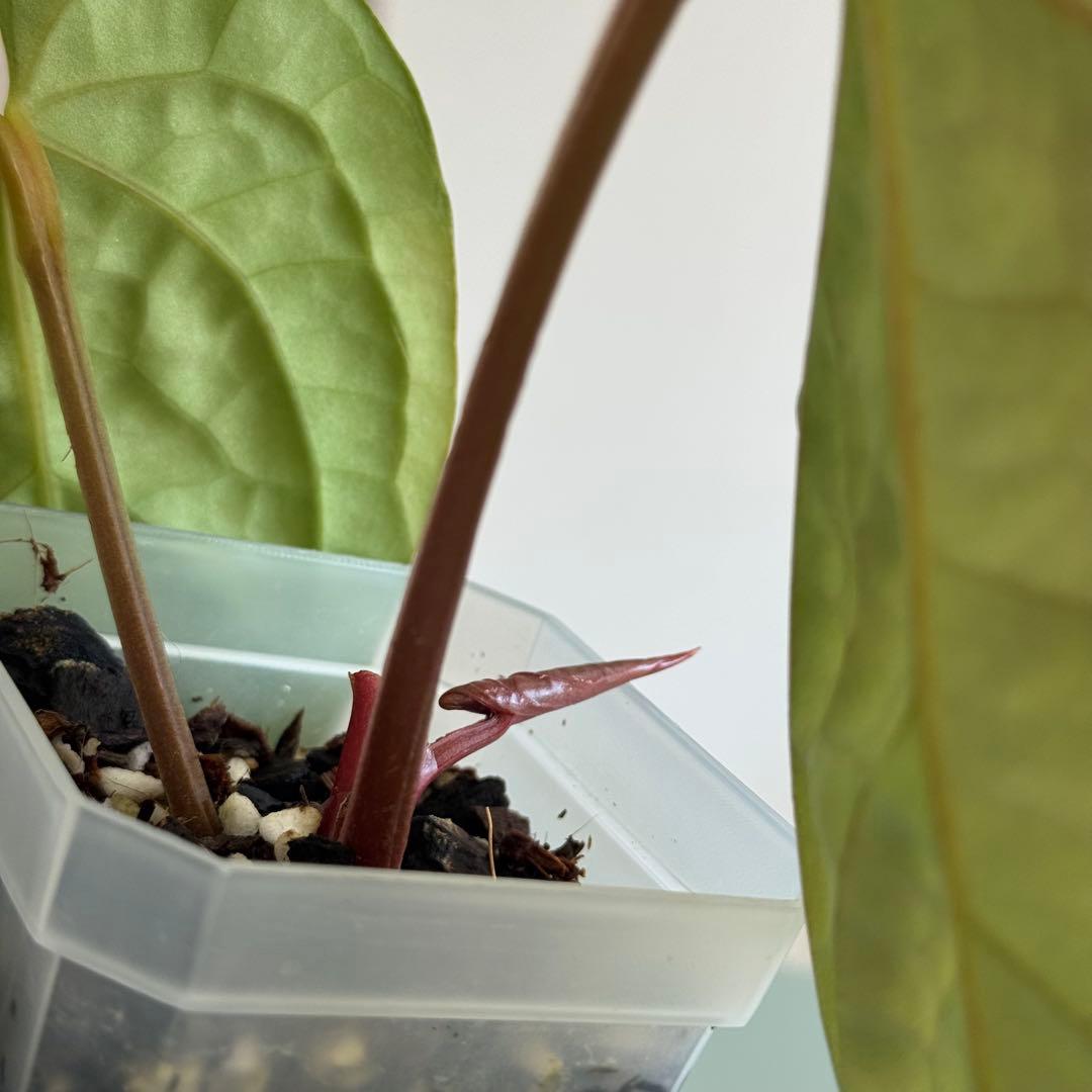 【真っ赤な新葉展開中】 アンスリウム Luxurians ハイブリッド