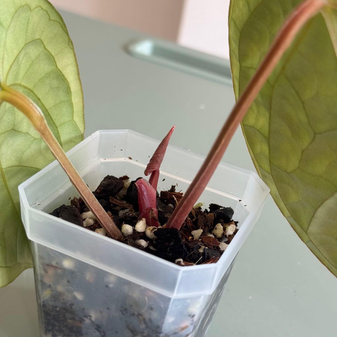 【真っ赤な新葉展開中】 アンスリウム Luxurians ハイブリッド