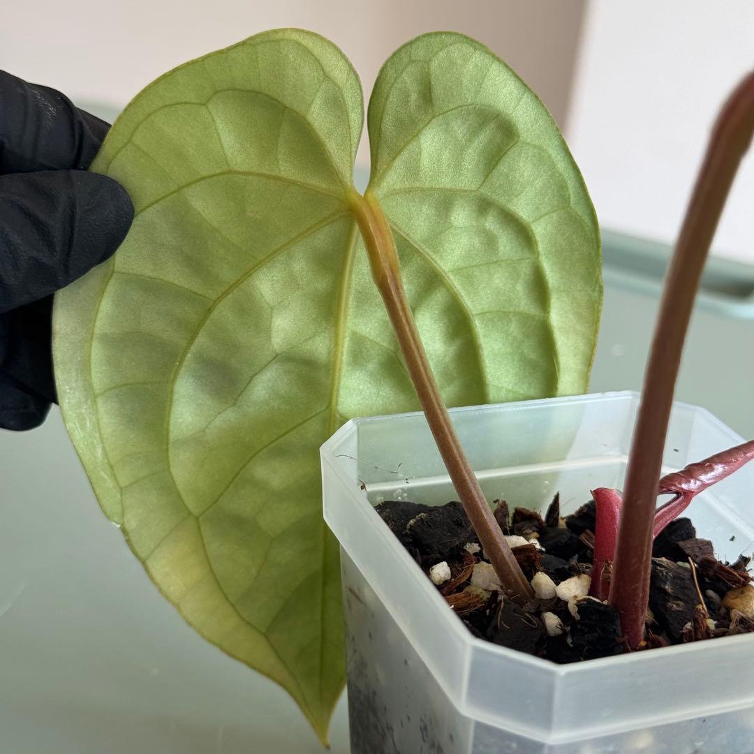 【真っ赤な新葉展開中】 アンスリウム Luxurians ハイブリッド