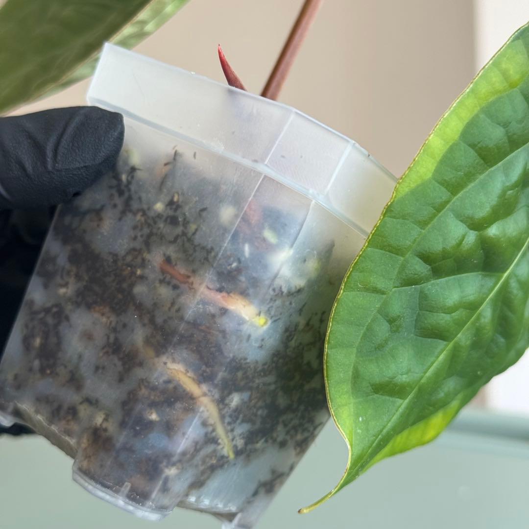 【真っ赤な新葉展開中】 アンスリウム Luxurians ハイブリッド